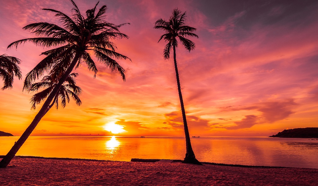 coucher-de-soleil-palmier-cocotier-plage-guadeloupe-martinique-saint-martin-saint-barthelemy-republique-dominicaine